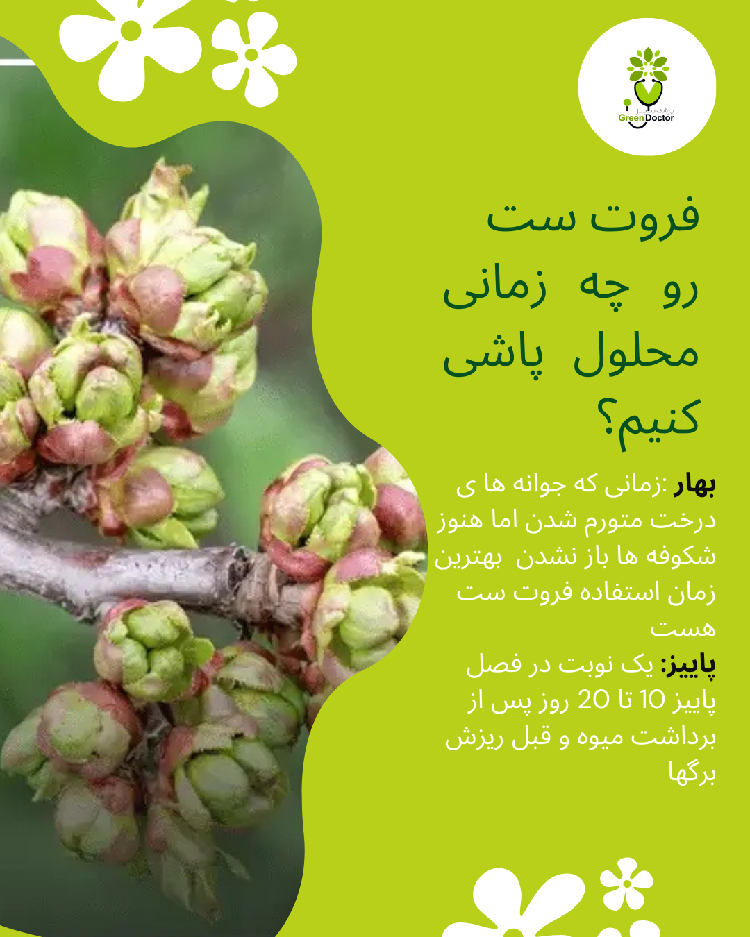 فروت ست