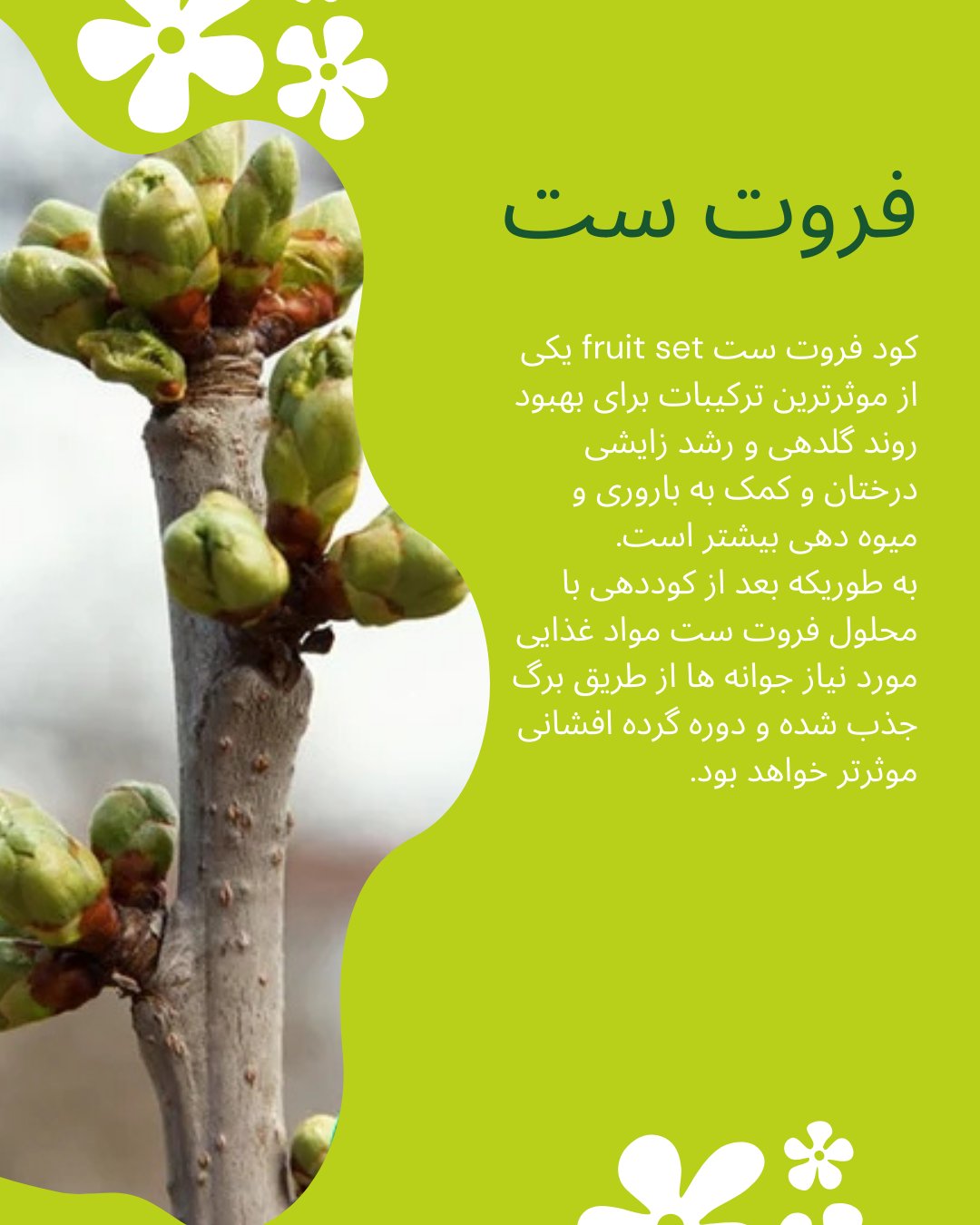 فروت ست