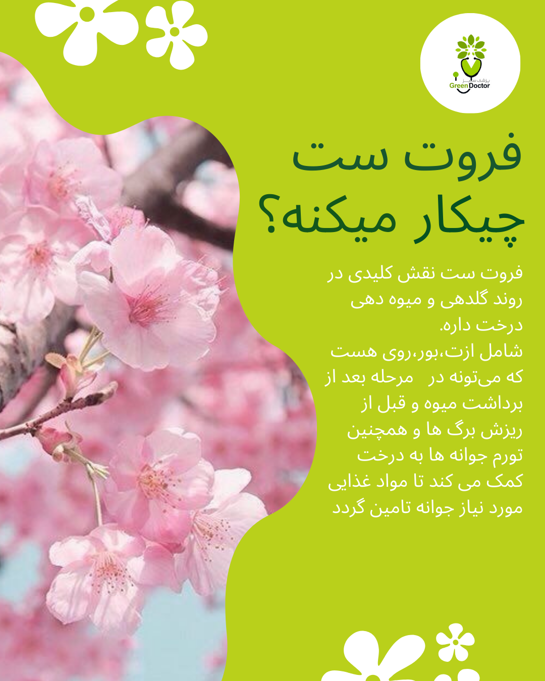 فروت ست