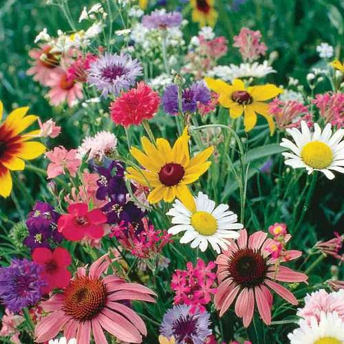 بذر گل های فصلی