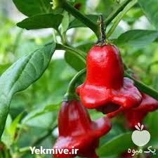بذر فلفل زنگوله ای