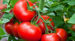 بذر گوجه رویال
