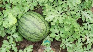 هندوانه