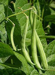 لوبیا سبز
