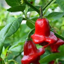 فلفل زنگوله ای