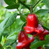 فلفل زنگوله ای