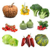 بذر صیفی جات