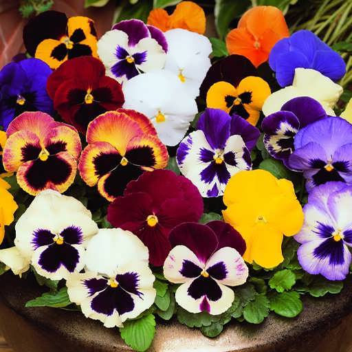 بنفشه الوان