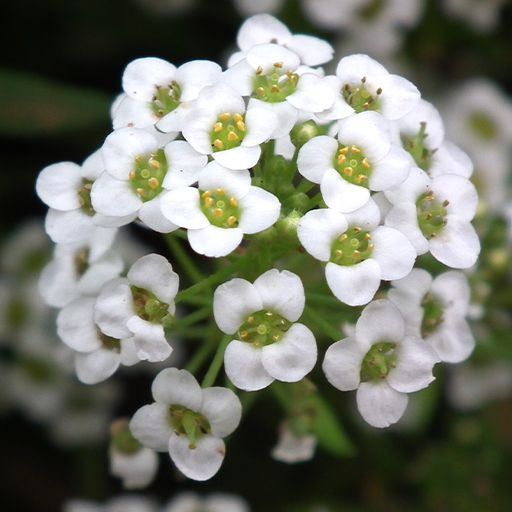 آلیسوم سفید