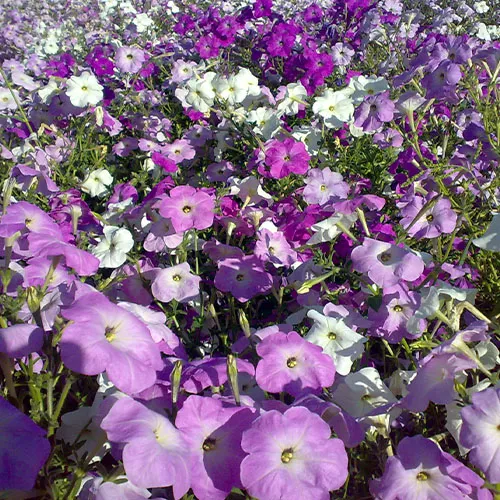 اطلسی  معطر سفید صورتی