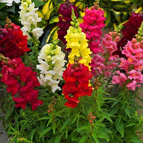 شب بو الوان