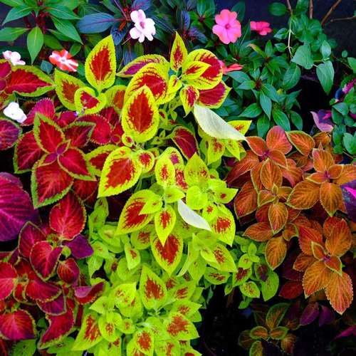 بذر میکس حسن یوسف